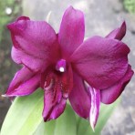 Dendrobium Pioneer Red